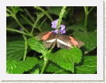 Butterfly at Conservatory - Niagara * 2592 x 1944 * (1.5MB)
